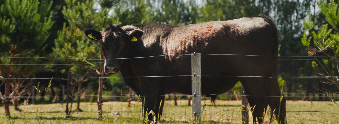 Czarny byk black angus stojący na pastwisku