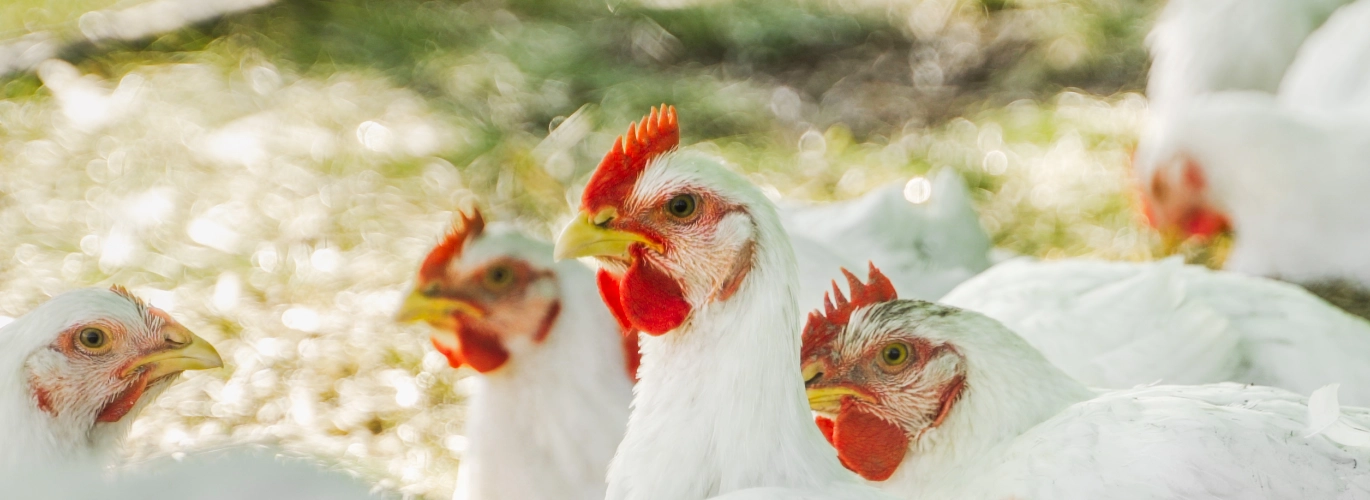 Kurczaki pastwiskowe na pastwisku