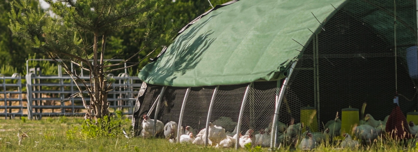 Chicken tractor naszego projektu