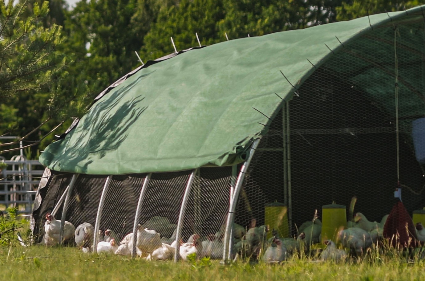 Chicken Tractor – jak dbamy o nasze kurczaki?