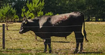 Byk black angus na pastwisku