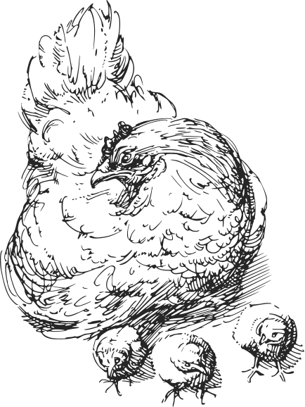 Ilustracja kury z trzema pisklętami
