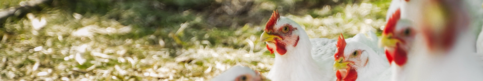 Białe kurczaki pastwiskowe