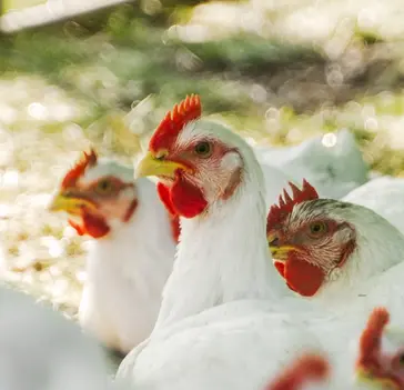 Zbliżenie na białe kurczaki pastwiskowe