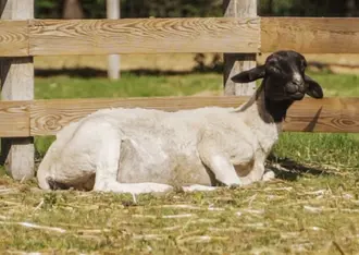Małe jagnię leżące na farmie przy ogrodzeniu