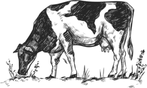 Rysunek krowy pasącej się na pastwisku